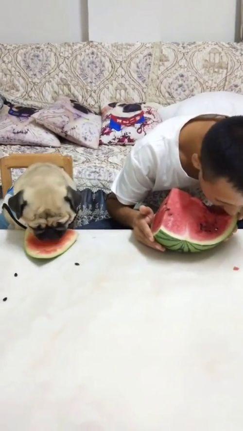 播放搞笑吃瓜西瓜视频,夏日欢乐无限