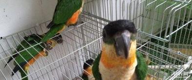 凯克鹦鹉吃蜜瓜视频播放