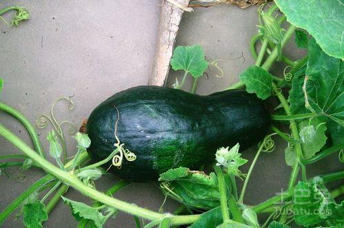 小狼哥吃八月瓜视频大全,解锁瓜果新吃法