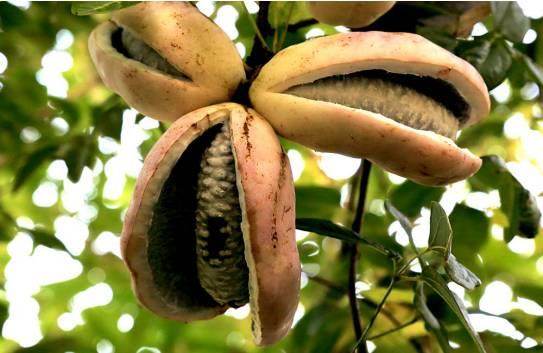 日本人吃中国八月瓜视频,味道独特引发热议