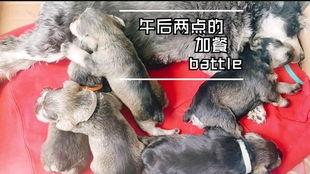 小狗狗吃瓜视频播放下载,小狗狗吃瓜视频播放下载热潮